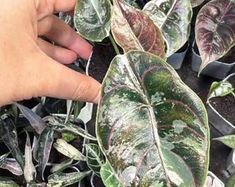 アロカシア・アズラニー ピンク斑入り 4インチ鉢植え 良質な斑入り