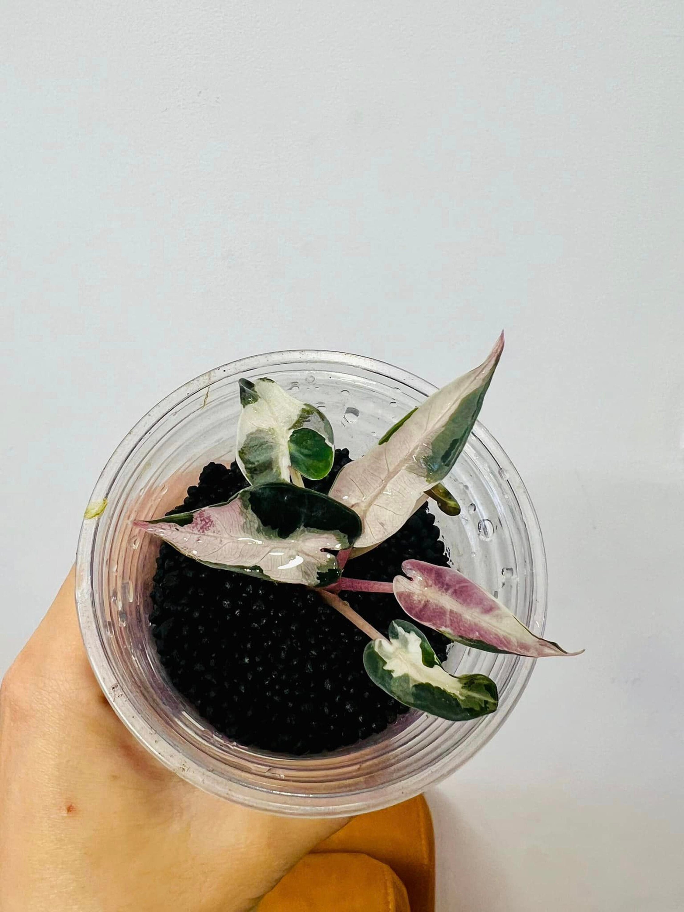 Bambino white var No6 Bambino Pink No8 観葉植物