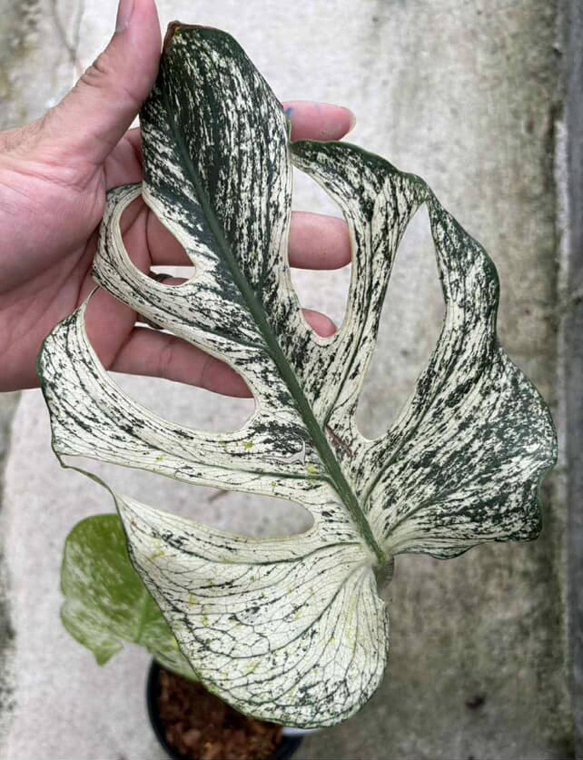 斑入りモンステラ デビルモンスター 6インチポット 希少植物 - Etsy 日本