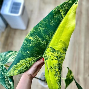 Brokig Alocasia Zebrina Aurea - Sällsynt tropisk växtvävnadskultur