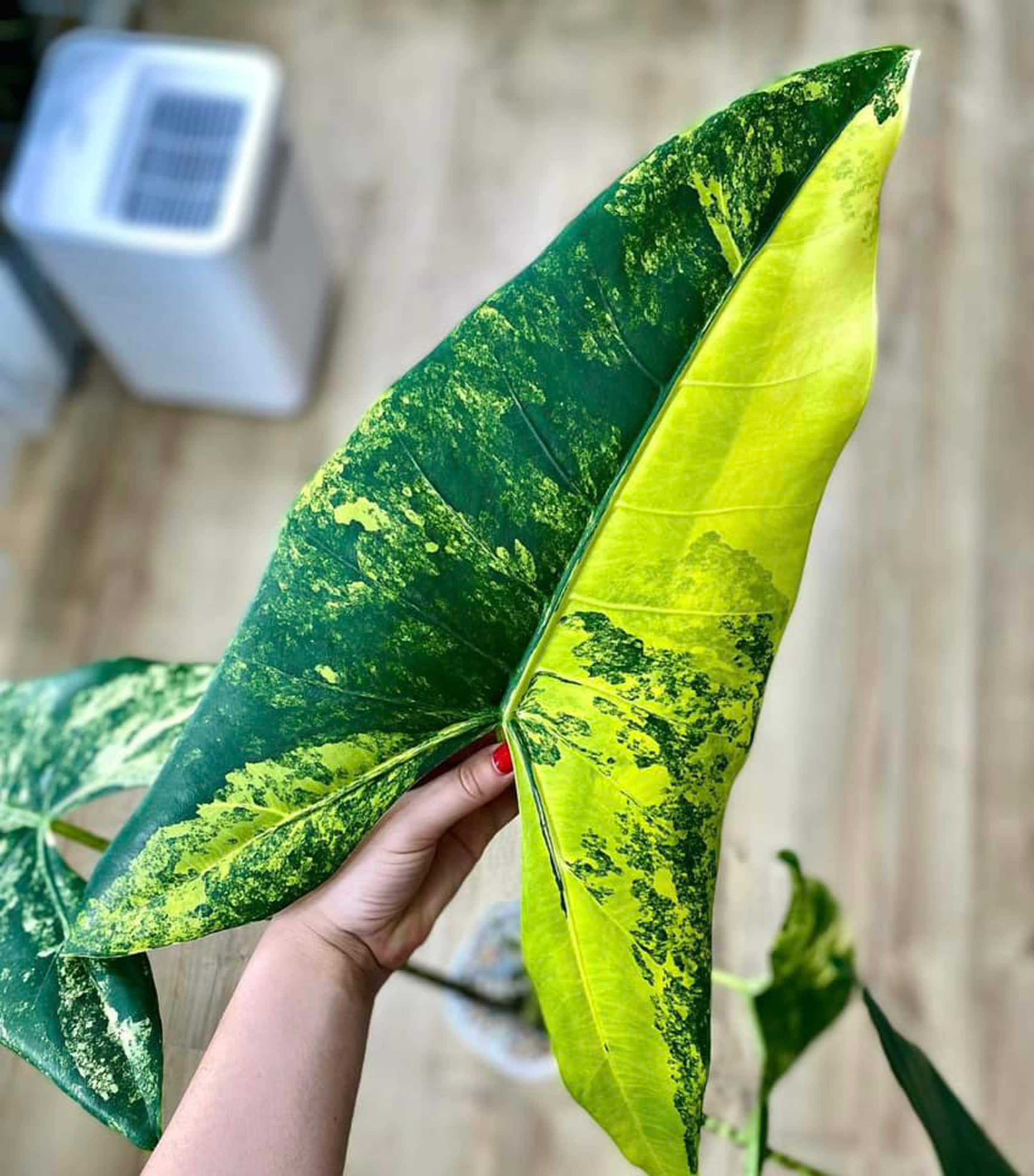 Alocasia Zebrina Aurea - Etsy
