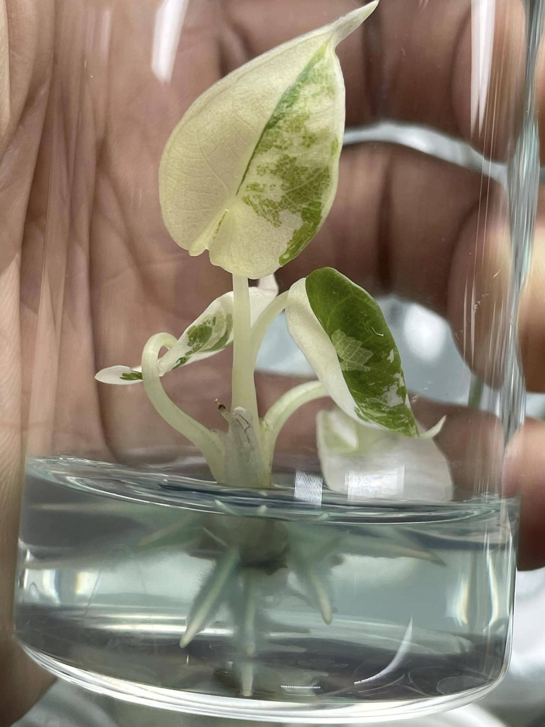 アロカシア マハラニ アルボ斑入り il_fullxfull.7336679145_fcqo.jpg