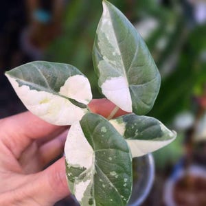 Alocasia Maharani Albo bont, 4" pot goed bont