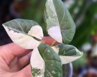Alocasia Maharani Albo Bunt, 10cm Topf gut bunt