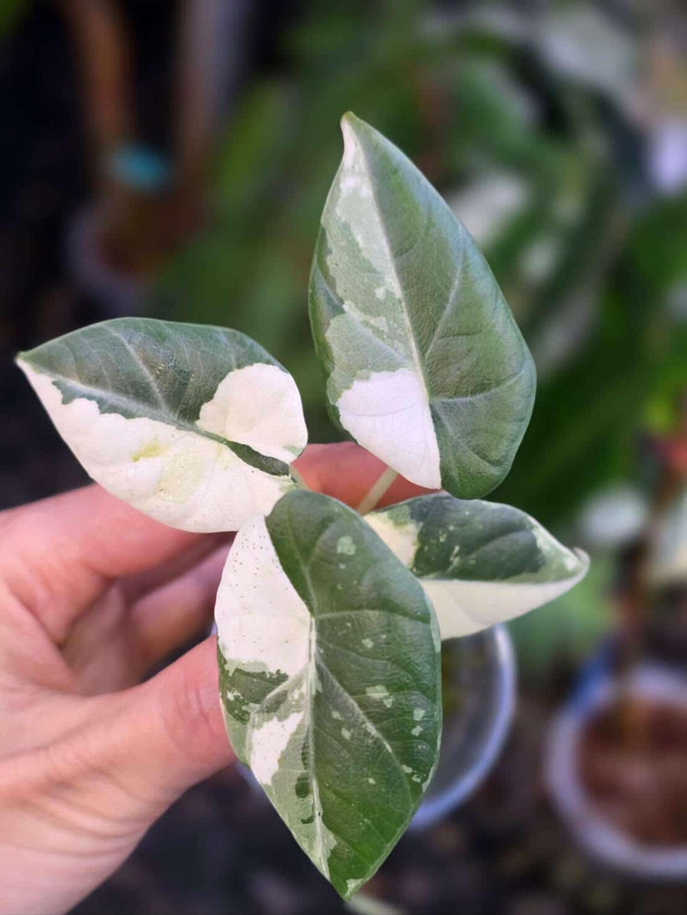 Variegated alocasia maharani - Etsy 日本