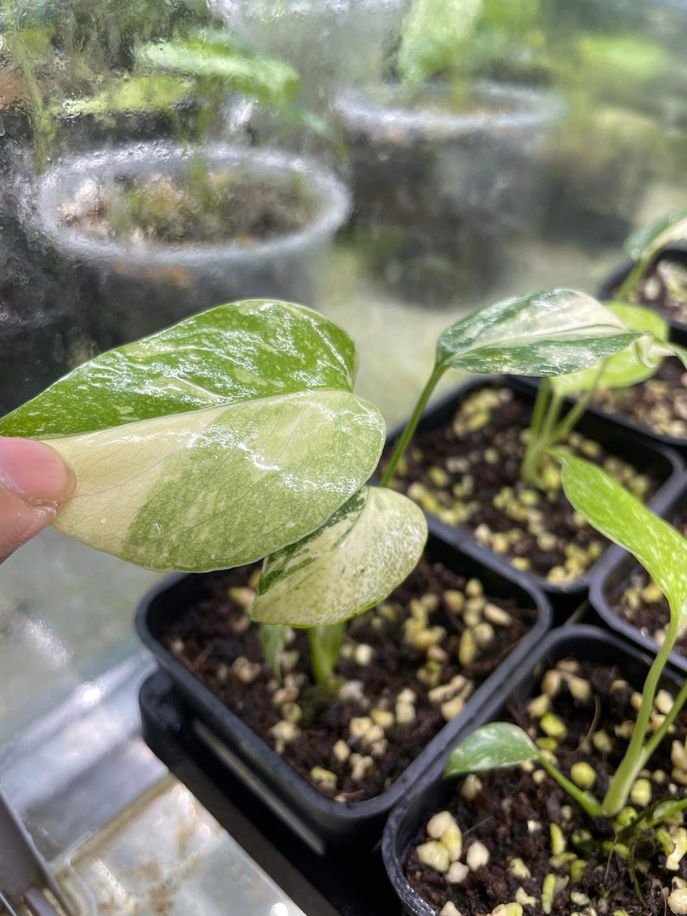 斑入りモンステラ タイ・コンステレーション クレームブリュレ 組織