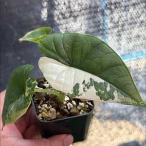Alocasia Platinum variegada, planta de cultivo de tejidos, rara - Alta variegación, elección del cultivador (1 planta/botella de vidrio, bolsa)