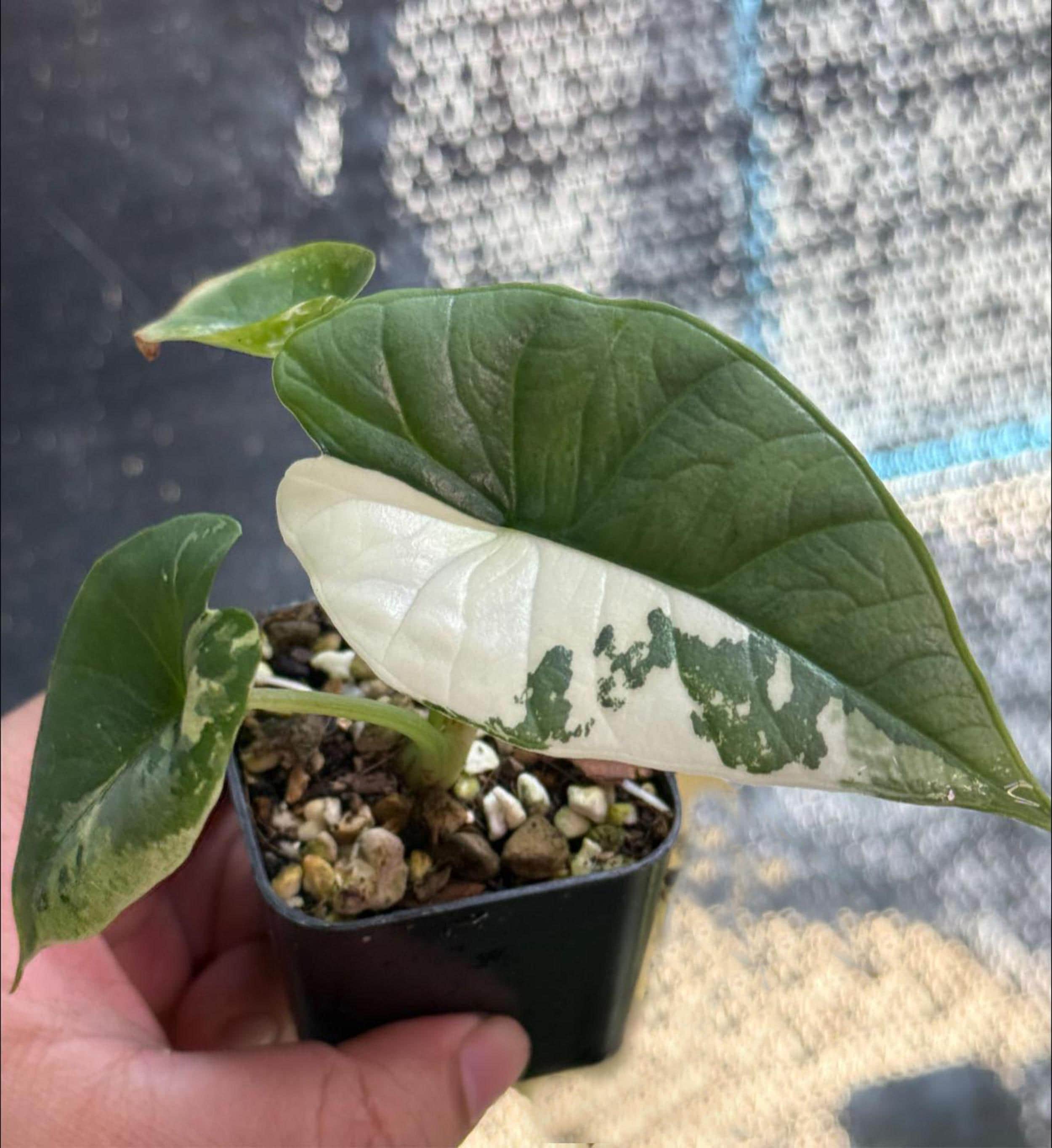 Variegated alocasia maharani - Etsy 日本