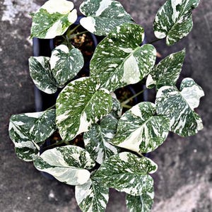 以下が含まれることがあります： 白と緑の葉を持つ斑入りの植物が、小さな鉢に植えられています。植物は、葉が重なり合って、塊状に配置されています。