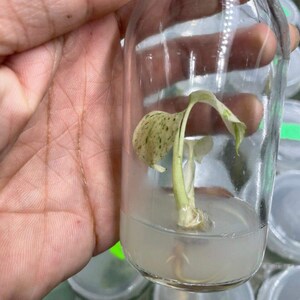 Könnte beinhalten: Eine kleine, grüne Pflanze mit weißen Flecken wächst in einer durchsichtigen Glasflasche, die mit Wasser gefüllt ist. Die Pflanze befindet sich in einem Labor.