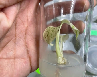 2x Monstera Deliciosa Mint Variegata Tissue Culture Plant