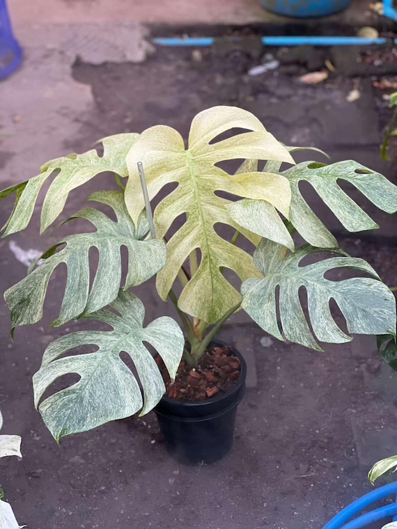 Mint Monstera Deliciosa, Variegated Plant Exact No 1/2 - Etsy
