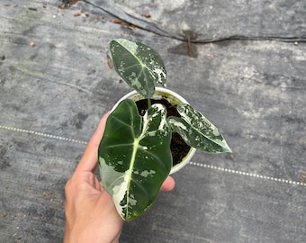 Alocasia frydek variegated Starter Plant well variegation - Grower's choice