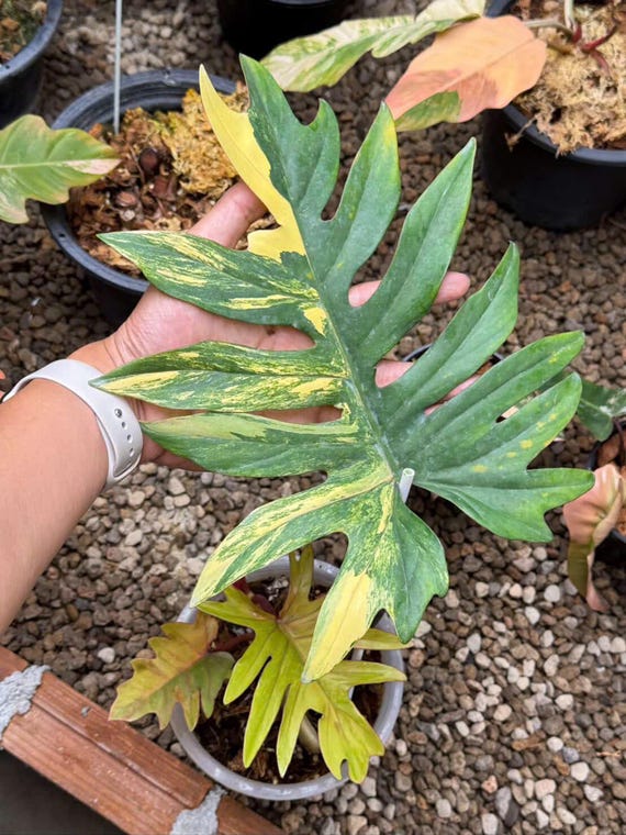 Philodendron Mayoi Variegated Plant | RARE Well Variegated - Etsy