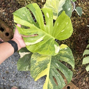 May include: Close-up of a Monstera plant with large, variegated leaves. The leaves display a mix of green, yellow, and white patterns. The plant is held by a person, showcasing the size and detail of the foliage. The background is blurred, highlighting the plant.