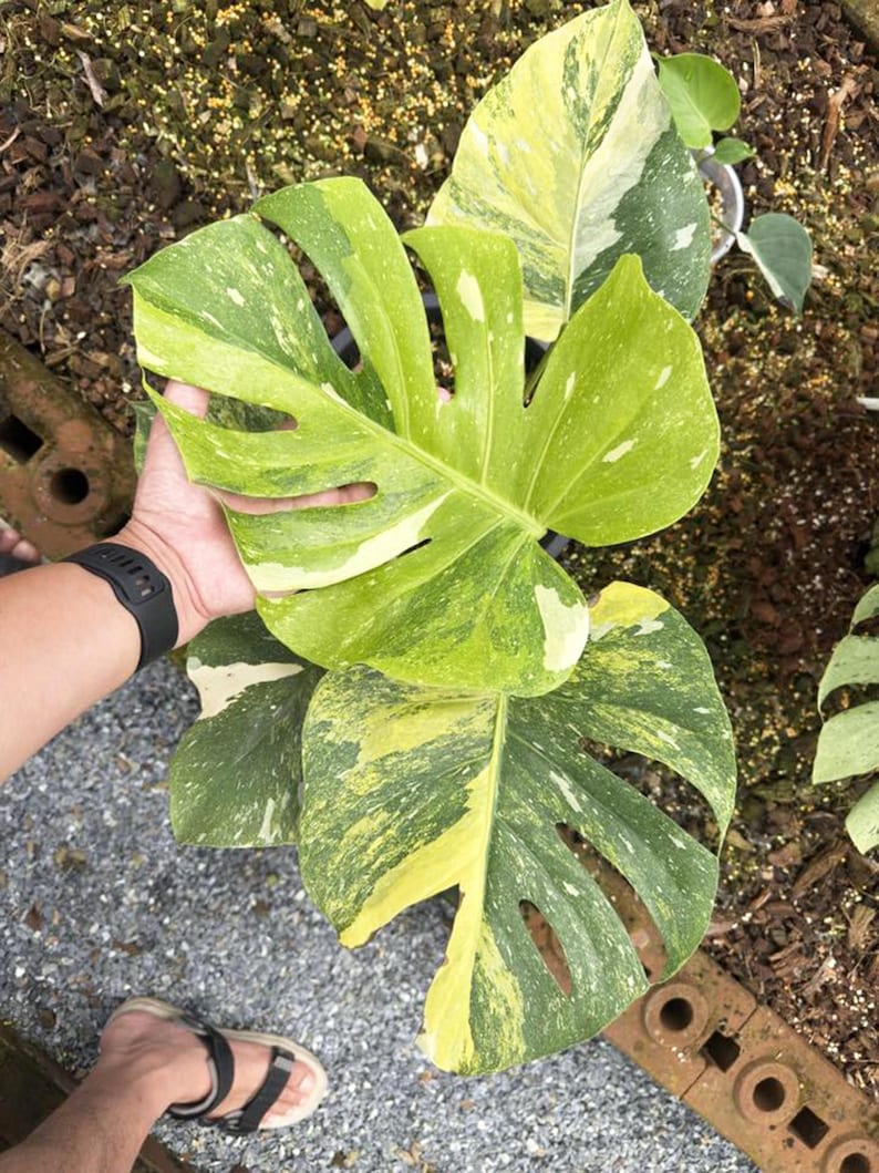 May include: Close-up of a Monstera plant with large, variegated leaves. The leaves display a mix of green, yellow, and white patterns. The plant is held by a person, showcasing the size and detail of the foliage. The background is blurred, highlighting the plant.
