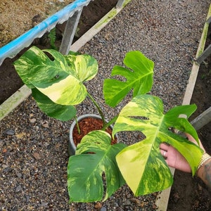 May include: A variegated Monstera plant with large, green and yellow leaves in a brown pot. The plant is sitting on a bed of gravel.