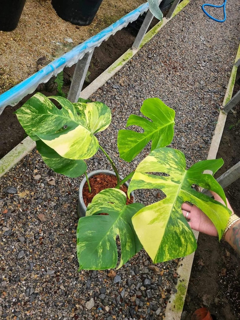 May include: A variegated Monstera plant with large, green and yellow leaves in a brown pot. The plant is sitting on a bed of gravel.