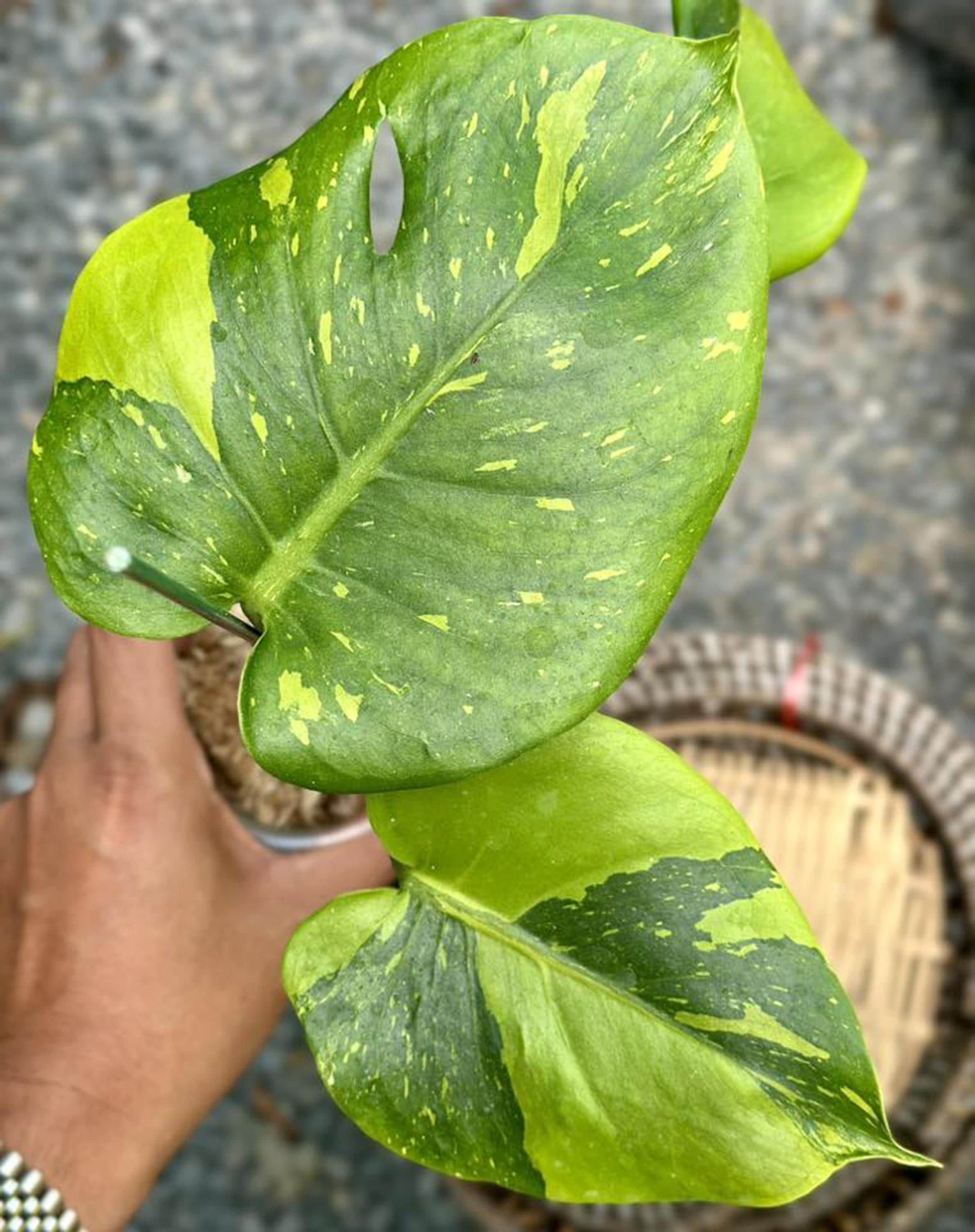 Monstera Deliciosa 