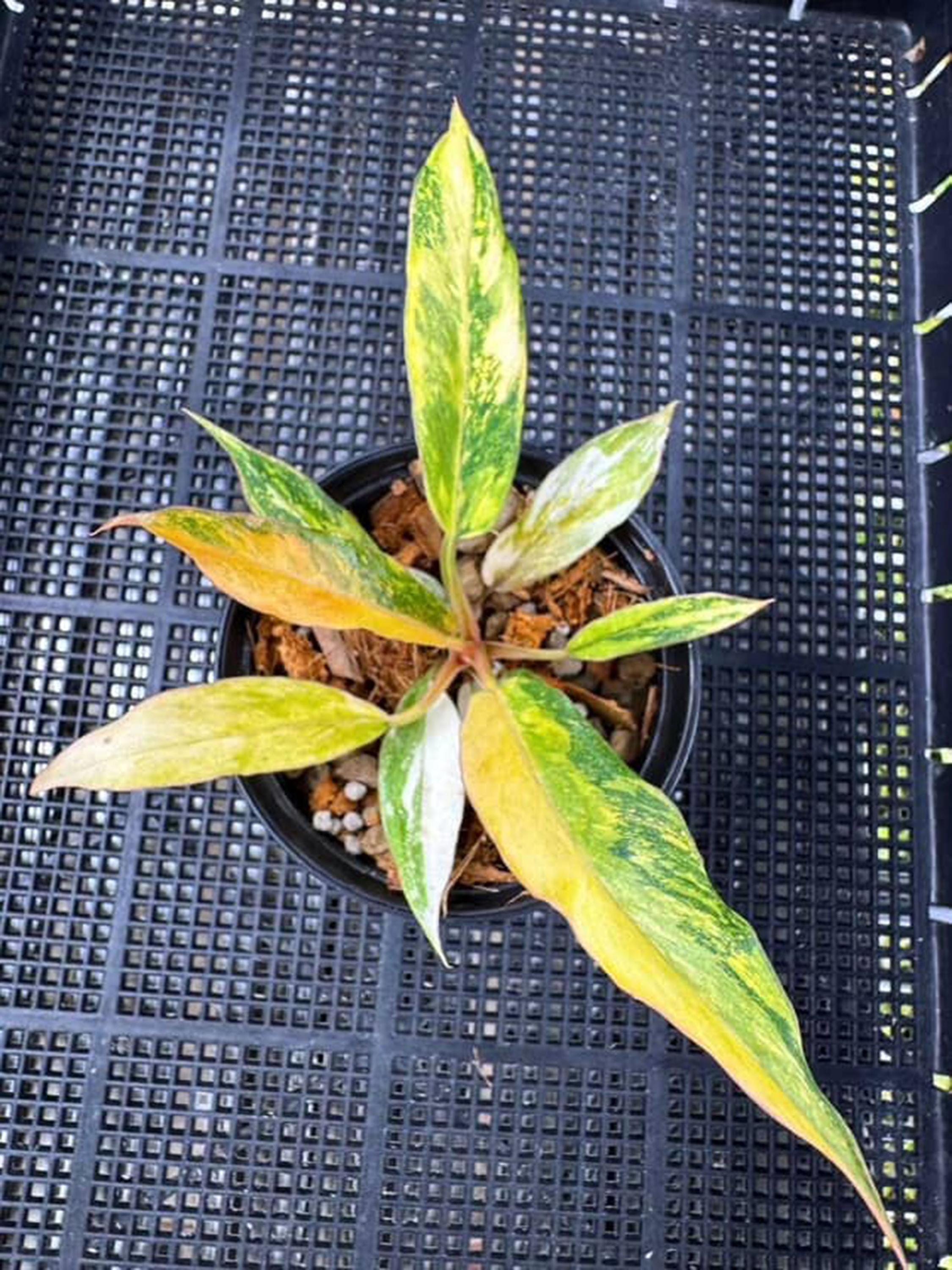 フィロデンドロン キャラメルマーブル 斑入り ファイアータイガー 3