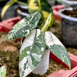 Alocasia maharani albo variegated Tissue Culture Rare - High variegation Grower&#39;s choice (1 Plant/Glass Bottle, Bag)