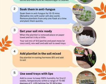 斑入りモンステラ・フシギダネ – 希少組織培養 - Etsy 日本