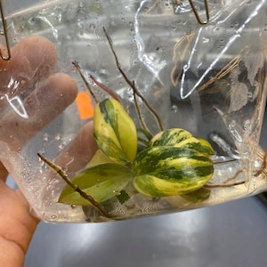 Könnte beinhalten: Eine kleine Pflanze mit grün-gelb panaschierten Blättern und dünnen braunen Wurzeln befindet sich in einer transparenten Plastiktüte. Die Tüte wird von einer Hand gehalten, und die Pflanze scheint frisch geerntet oder zum Verkauf vorbereitet zu sein.