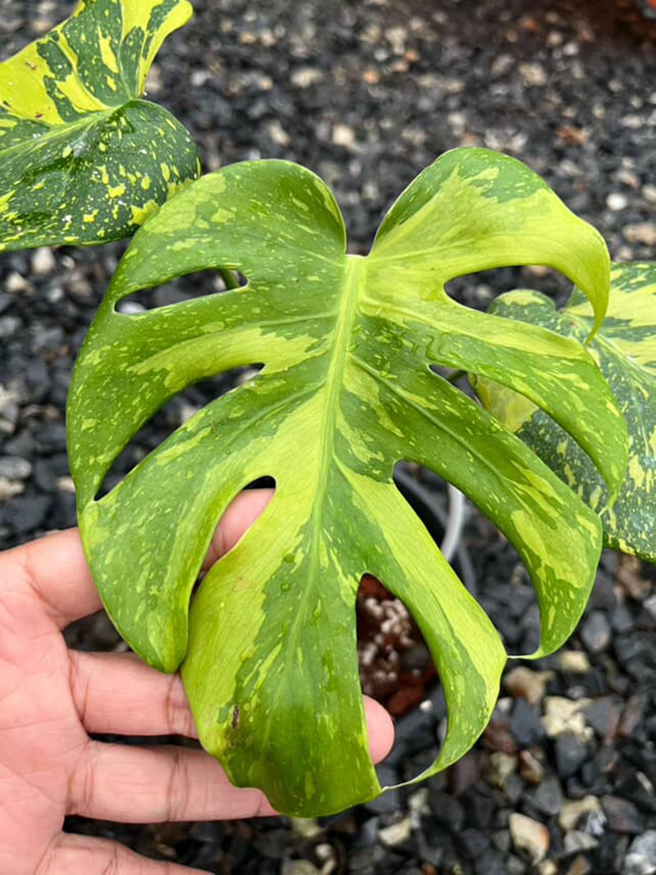 Monstera Deliciosa Electrolyte Variegated, 1 Leaf + Growth Point