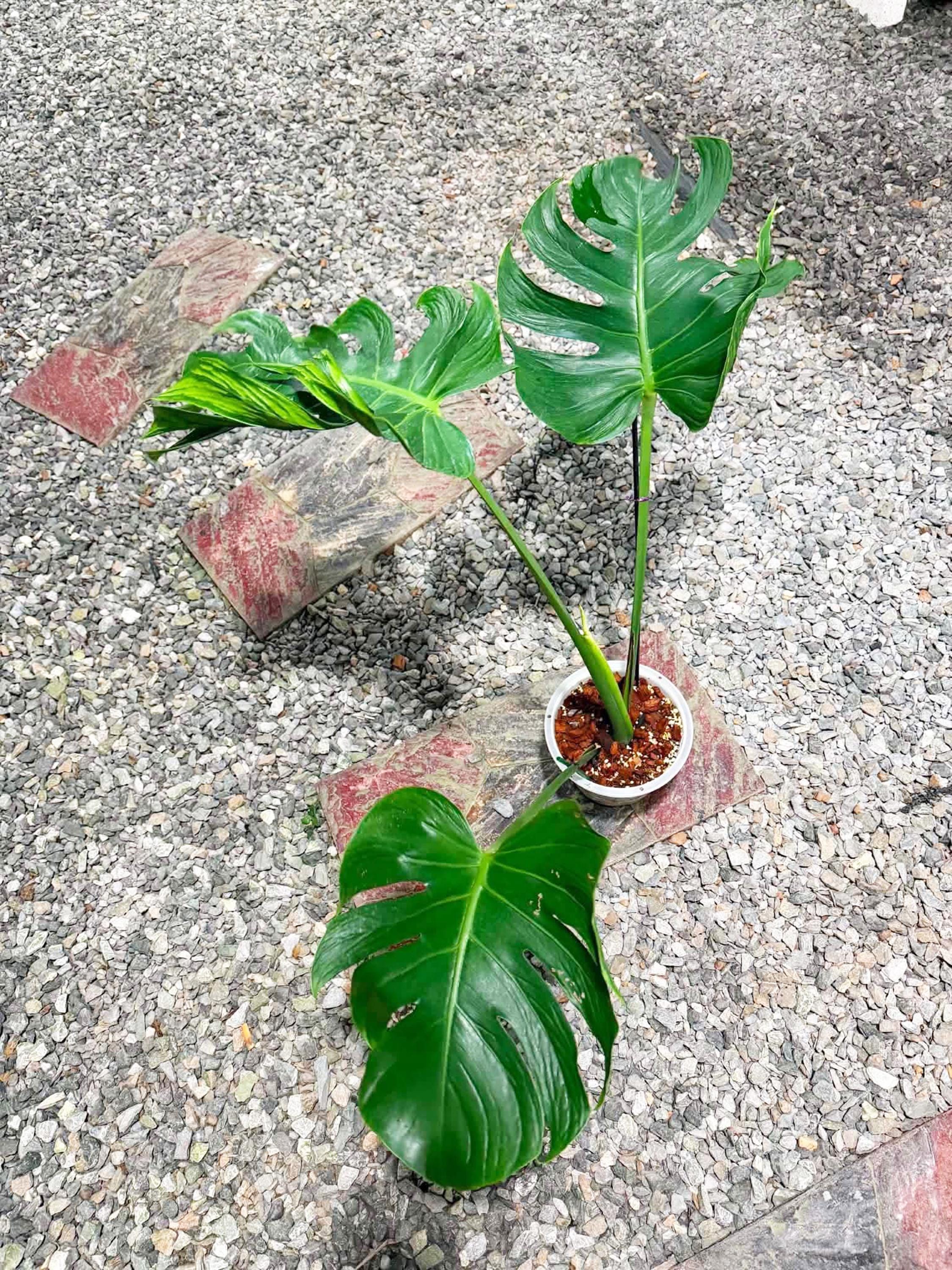 Unniiae Monstera - Etsy