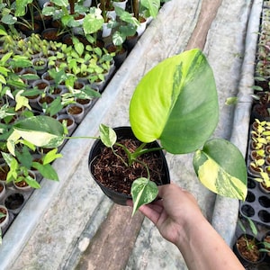 Monstera deliciosa yellow Marilyn, well yellow marilyn variegation, 4&quot; pot plants