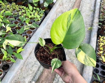 モンステラ・デリシオサ ホワイトスノー 斑入り | モンステラ ホワイト