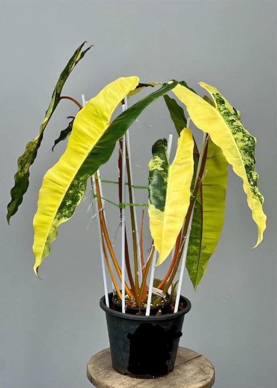 Variegated Philodendron Billietiae Plant - Rare Aroid With Well