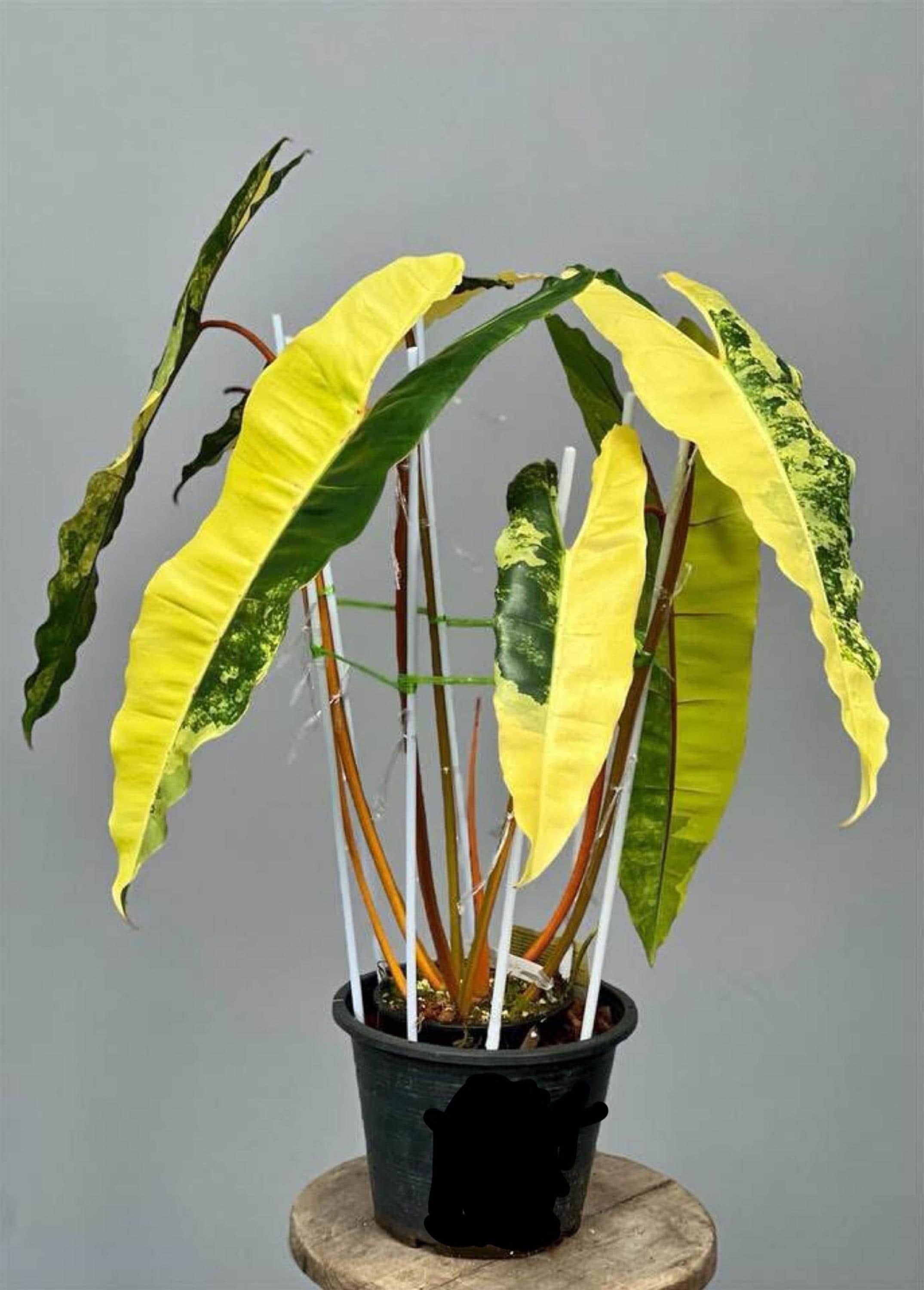 Variegated Philodendron Billietiae Plant - Rare Aroid With Well