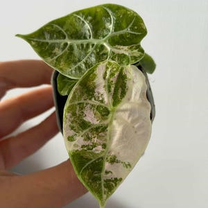 斑入りアロカシア・スティングレイ | 4インチ鉢植え熱帯観葉植物