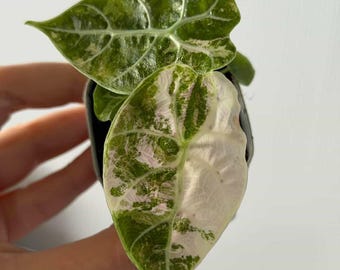 アロカシア・アマゾニカ ピンクアルボ | 4インチの斑入り植物 - Etsy 日本