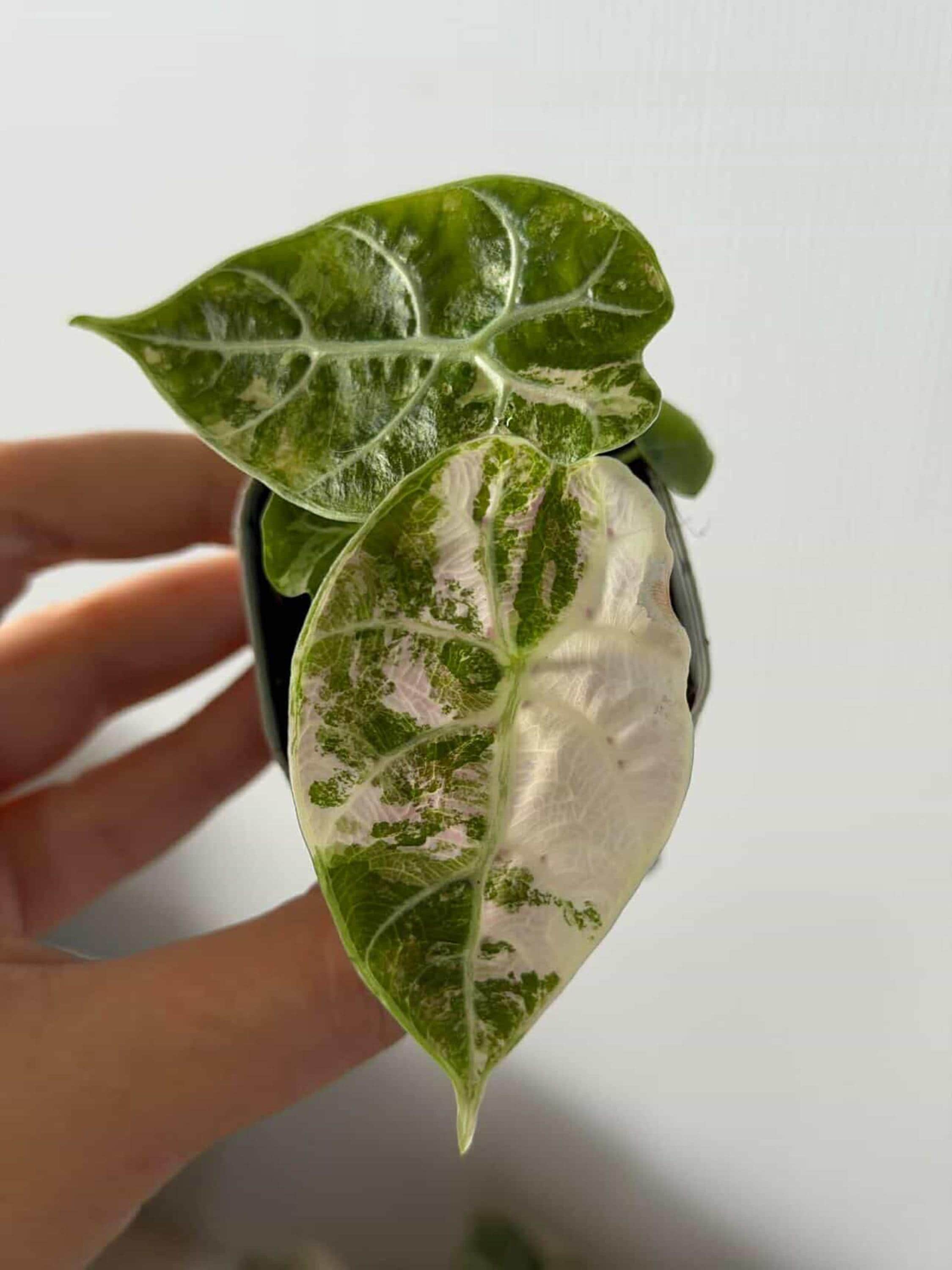 Hoya glabra - Etsy 日本