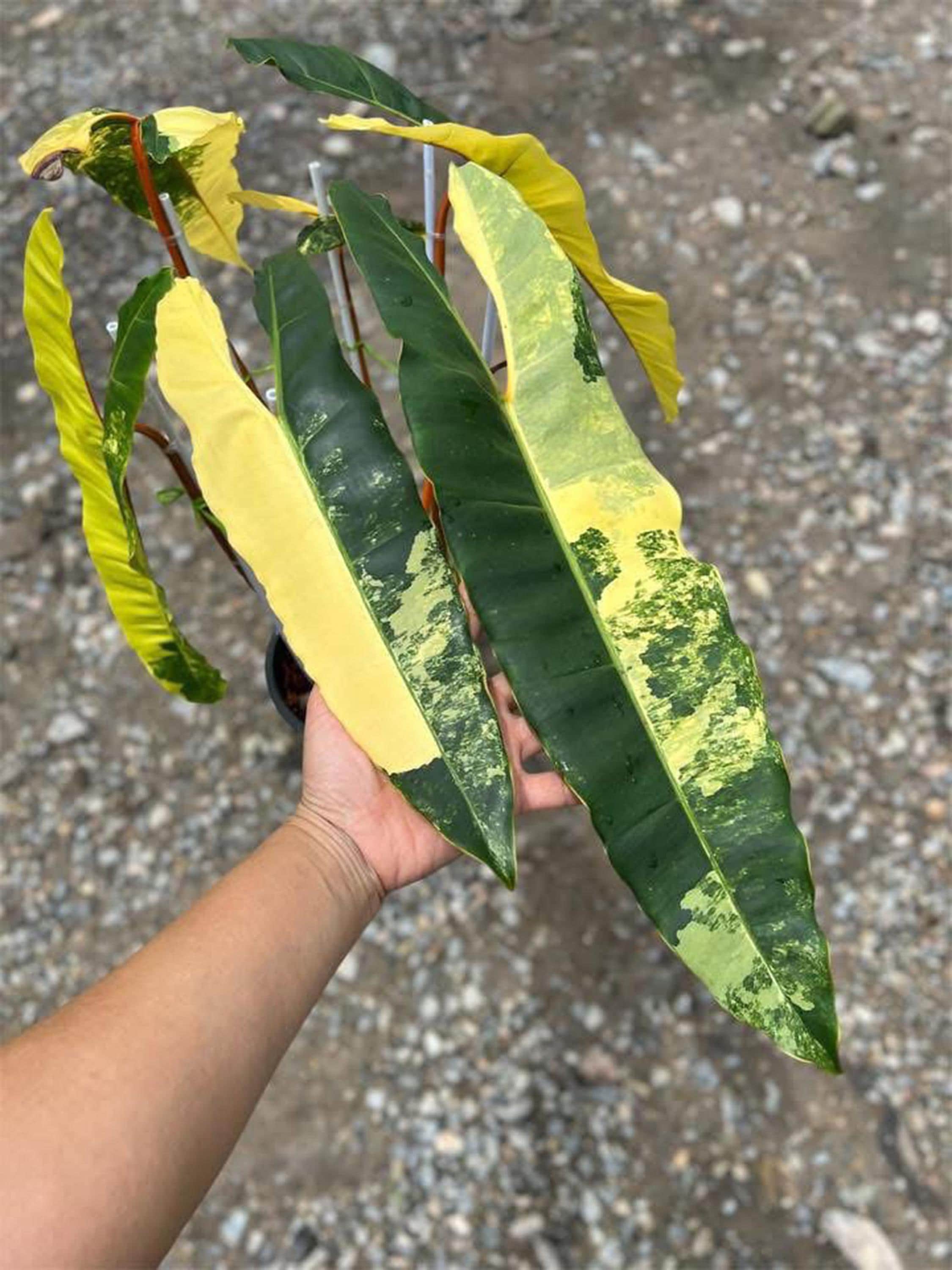 Variegated Philodendron Billietiae Plant - Rare Aroid With Well Roots - Etsy