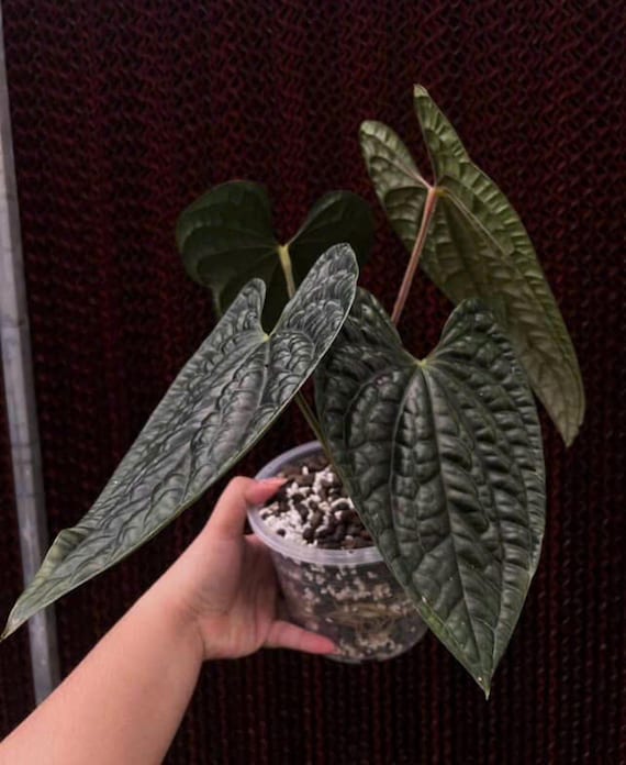 Rare Anthurium Luxurians Dark Form - 6