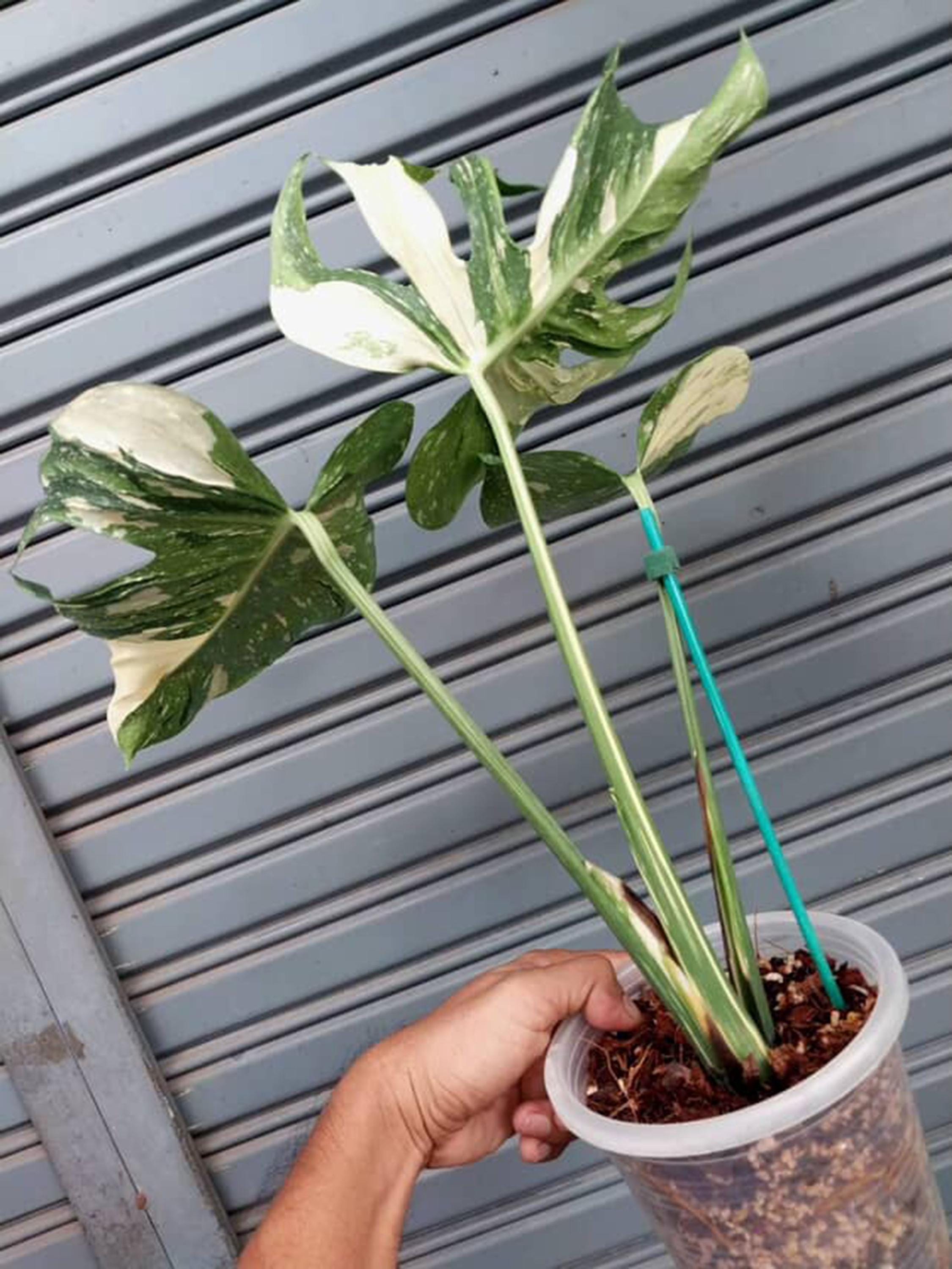 モンステラメデューサ斑入り、斑入り - Etsy 日本