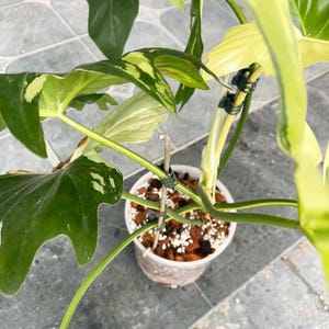 May include: A variegated houseplant with green and white leaves growing in a white pot. The plant is supported by stakes and has a vine growing down.
