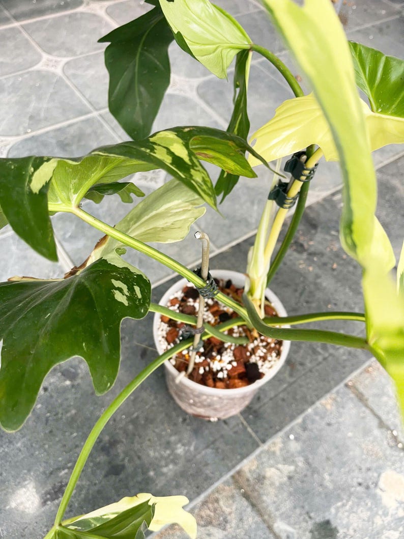 May include: A variegated houseplant with green and white leaves growing in a white pot. The plant is supported by stakes and has a vine growing down.