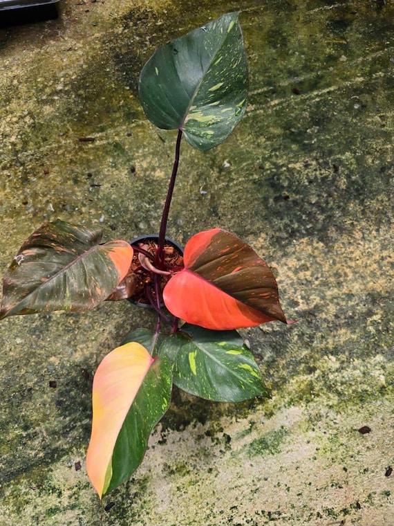 Philodendron Orange Princess Galaxy Variegated Plant | RARE Well