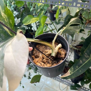 May include: A close-up of a white and green variegated plant with a single stem growing in a black pot filled with brown soil. The plant is being held by a hand.