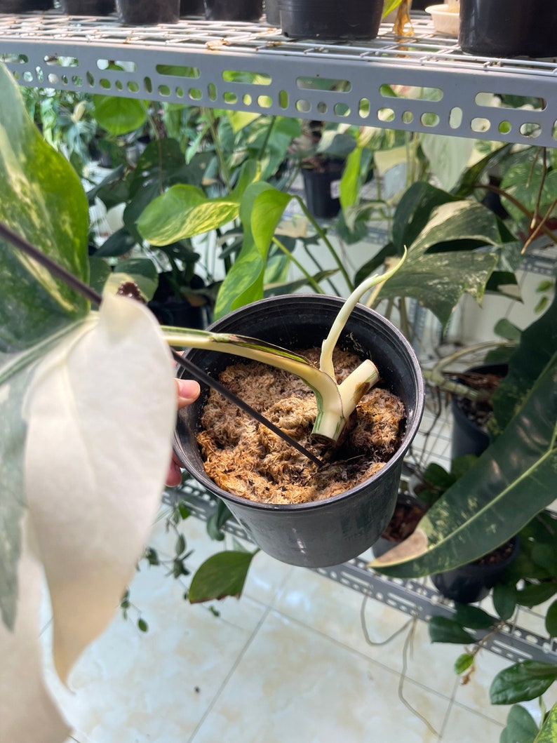 May include: A close-up of a white and green variegated plant with a single stem growing in a black pot filled with brown soil. The plant is being held by a hand.