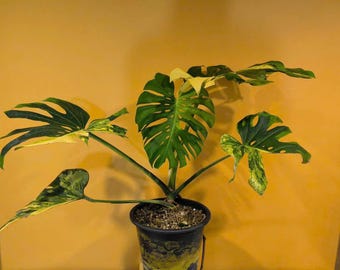 Monstera Deliciosa 'pom Pom' | Variegated Swiss Cheese Plant - Etsy