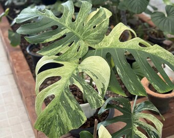 Mint Monstera Deliciosa, Variegated Plant No 4 - Etsy