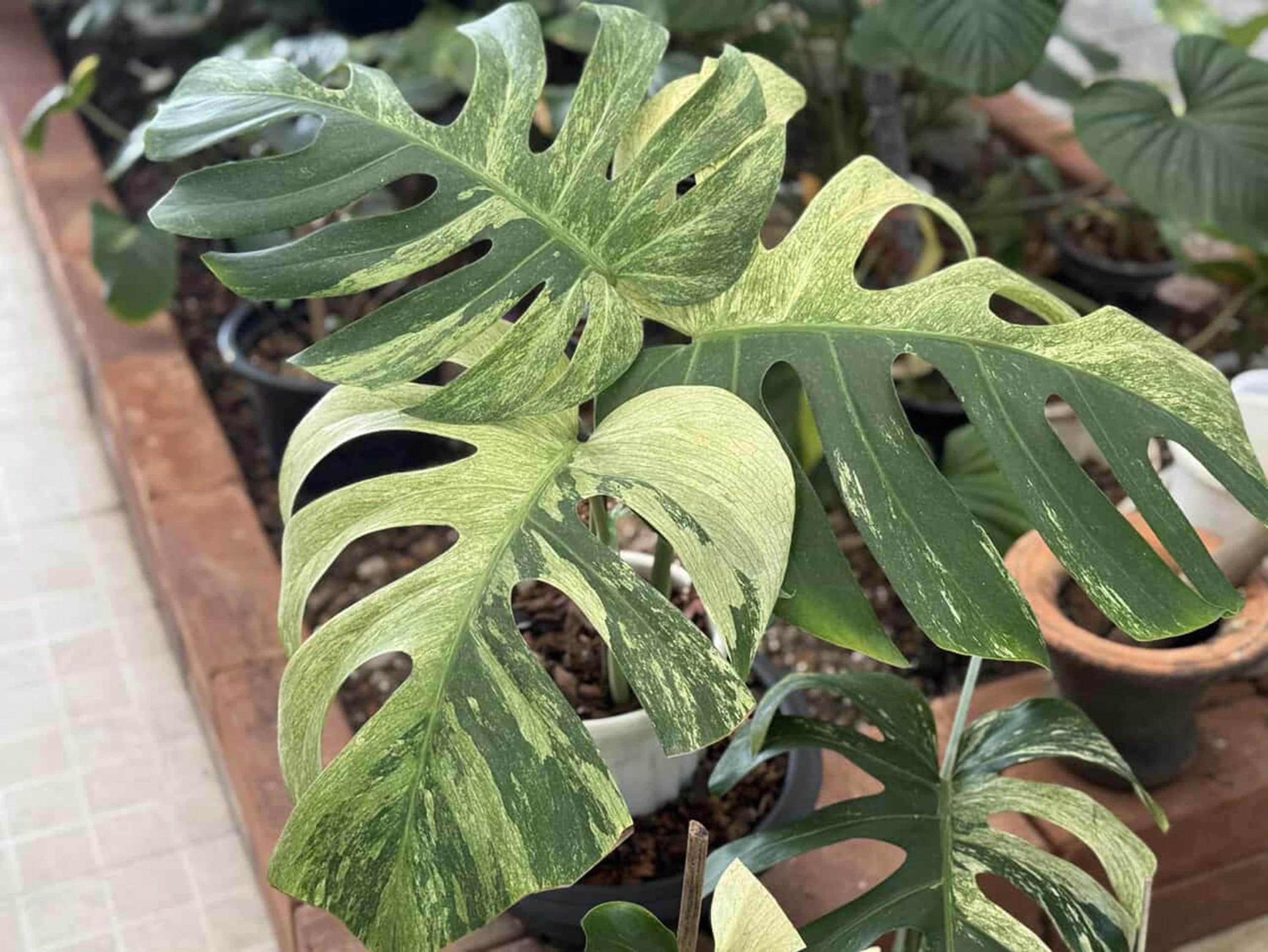 Mint Monstera Deliciosa, Variegated Plant No 4 - Etsy