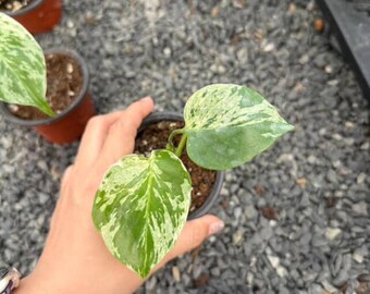 斑入りモンステラ・フシギダネ – 希少組織培養 - Etsy 日本