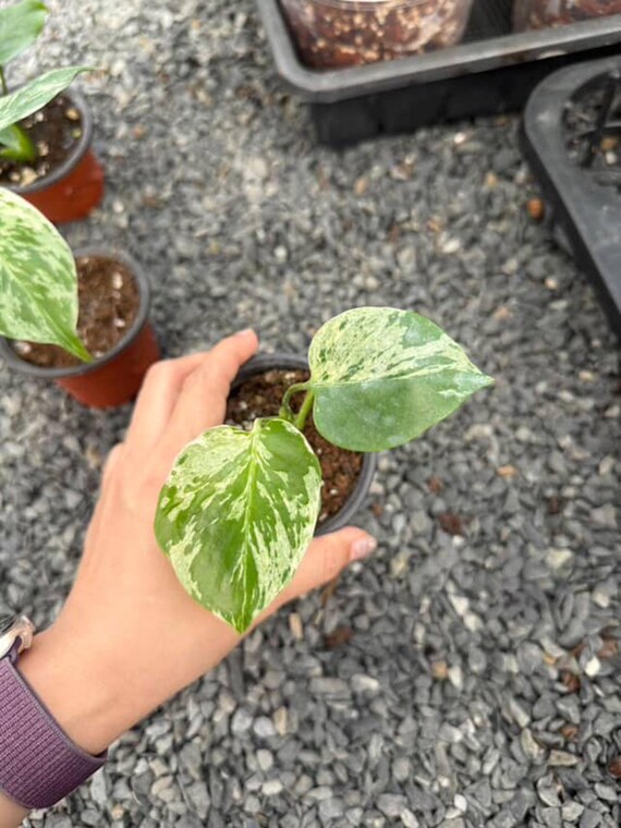 Y*_様 モンステラ・フシギダネ　順化済み 斑入り モンステラ・フシギダネ 順化済み 斑入り 斑入りモンステラ育成日記