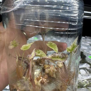 Alocasia Aurea rosa variegada, menta rosa - Planta rara cultivada in vitro.